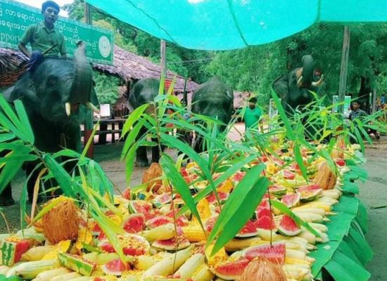 Buffet fruit for Elephant