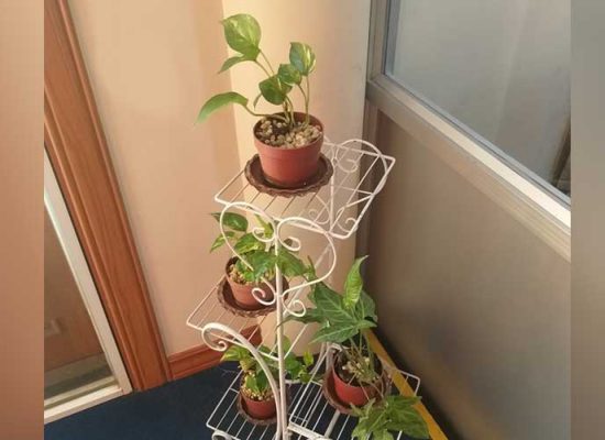 plant at office1