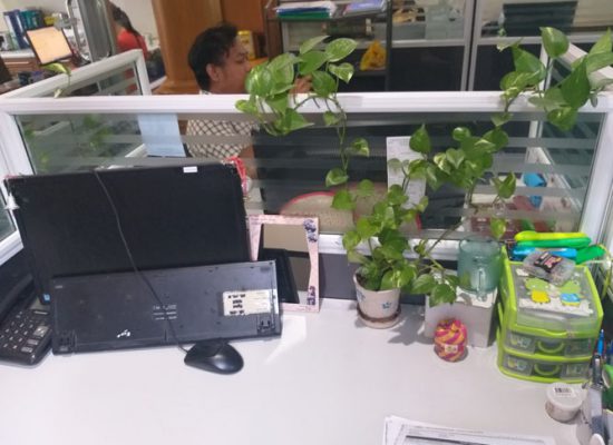 small plant (1)